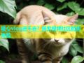 糖心vlog进不去？探索视频社区的新体验
